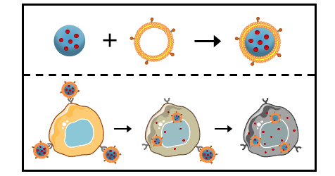  Membrane-wrapped nanoparticles for enhanced chemotherapy of acute myeloid leukemia. 